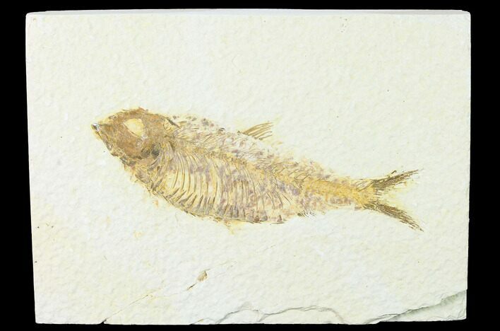 Fossil Fish (Knightia) - Wyoming #143429